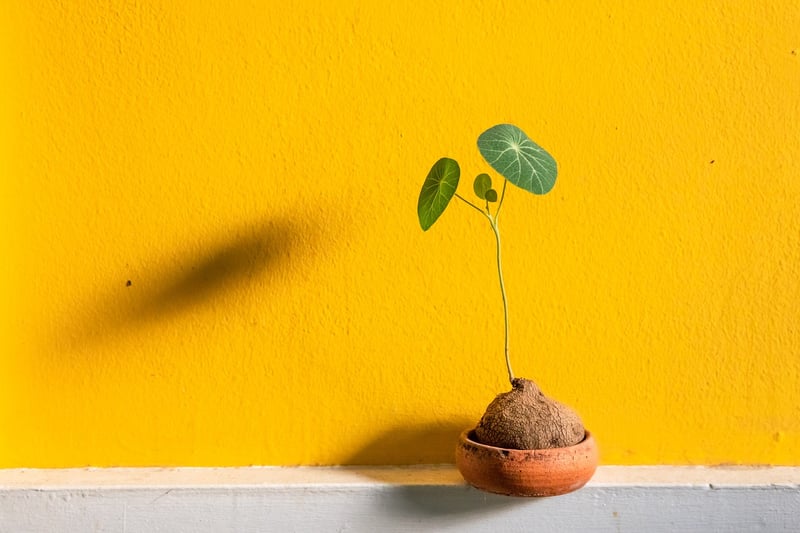 Botanical wall decor