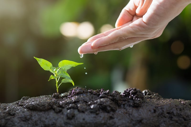 Small space gardening